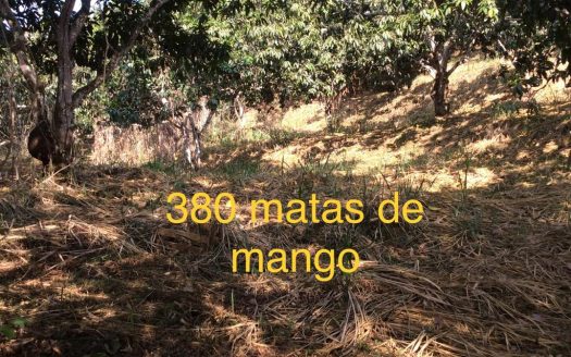 LA MESA CUNDINAMARCA VENTA FINCA SAN PEDRO SIN CASA 17.466 M2