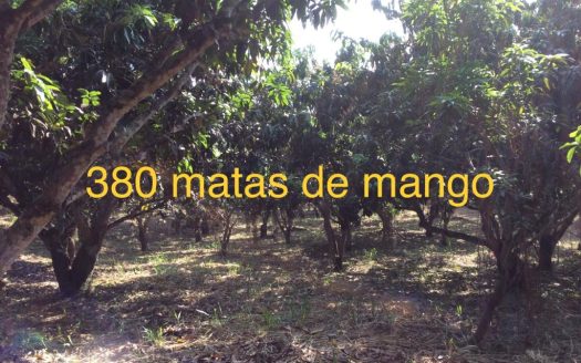 LA MESA CUNDINAMARCA VENTA FINCA SAN PEDRO SIN CASA 17.466 M2