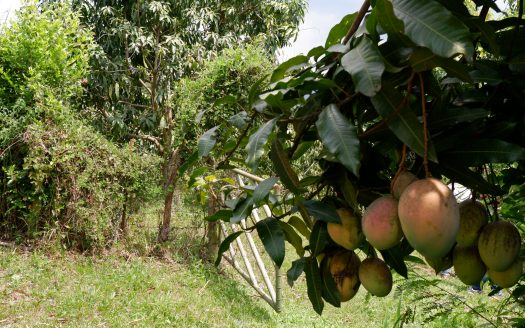 LA MESA CUNDINAMARCA VEREDA LAGUNA VERDE: VENTA FINCA AGRICOLA SIN CASA 16.000 M2, $400.000.000