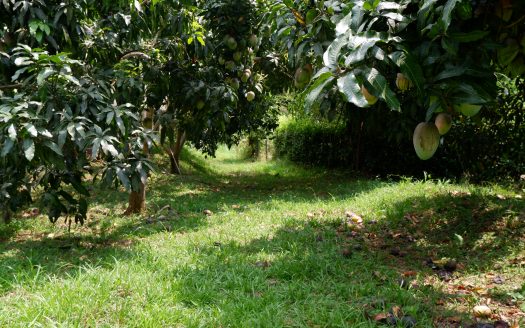LA MESA CUNDINAMARCA VEREDA LAGUNA VERDE: VENTA FINCA AGRICOLA SIN CASA 16.000 M2, $400.000.000
